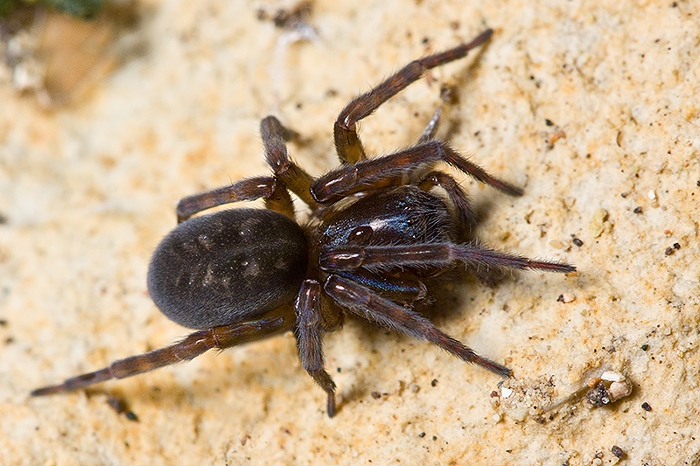 Amaurobius cf. erberi